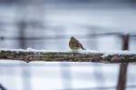 Small Bird On A Branch In Winter Stock Photo