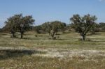 Spring Landscape In Alentejo Stock Photo