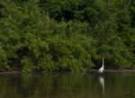 Great Egret Stock Photo