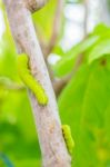 Worm In A Garden Stock Photo