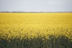 Field Of Canola Plants Stock Photo