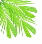 Palm Leaf Isolated On White Background Stock Photo