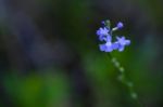 Blue Toadflax Stock Photo