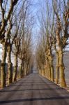 Road With Trees Stock Photo