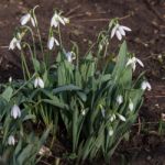 Common Snowdrop (galanthus Nivalis) Stock Photo