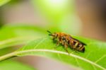 Wasp On The Leaves Stock Photo