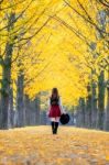 Beautiful Girl With Yellow Leaves In Nami Island, Korea. Nami Island In Autumn Stock Photo