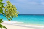 Flower Of Argusia Argentea, Sea As Background Stock Photo