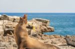 Sea Lion In Galapagos Islands Stock Photo