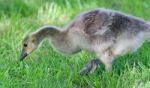 Isolated Image Of A Cute Chick Of Canada Geese Stock Photo