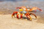 Sally Lightfoot Crab On Galapagos Islands Stock Photo