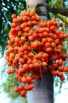 Betel Nuts Stock Photo