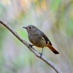 Female Blue-fronted Redstart Stock Photo