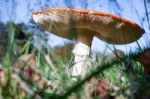 Fly Agaric Toadstool (amanita Muscaria) Stock Photo