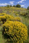 Algarve Countryside Hills With Yellow Bushes In Spring Stock Photo