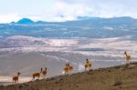 Vicuna (vicugna Vicugna) Or Vicugna Is Wild South American Camel Stock Photo