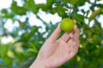 Hand Holding Lemon From Tree Branch Stock Photo