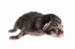 Newborn Kitten Isolated Stock Photo