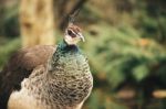 Beautiful Colourful Peacock Outdoors In The Daytime Stock Photo