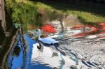 Mute Swan Swimming Along The Old River Nene Stock Photo