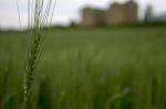 Wheat Field View To Ancient Place Stock Photo