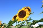 Beautiful Sunflower Stock Photo