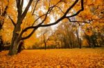 Autumn October Colorful Park. Foliage Trees Alley Stock Photo