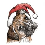 Head Of Boxer With Santa Claus Hat Stock Photo