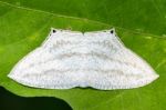 Micronia Aculeata White Moth Stock Photo