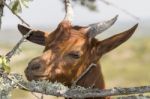 Head Of Brown Goat Stock Photo