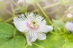 Romantic Nature Wild Grass Flower,passiflora  With Rain Drop, Ge Stock Photo