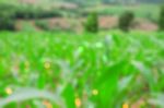 Cornfield With Blurred Images Stock Photo