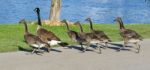 The Cackling Geese Are Running Stock Photo