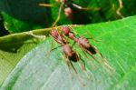 Weaver Ants Or Green Ants (oecophylla Smaragdina) Stock Photo