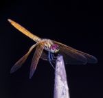 Dragonfly On Black Background Stock Photo