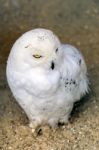 Snowy Owl (bubo Scandiacus) Stock Photo