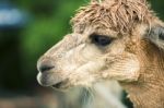 Alpacas In A Field Stock Photo