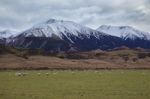 Merino Sheep In Rural Farm New Zealand Stock Photo