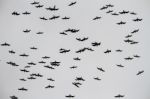 Large Flock Of Seagulls Stock Photo