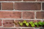 Young Ivy On Brick Wall Stock Photo