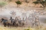 Zebras In Serengeti National Park Stock Photo