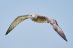 Common Gull In Flight Stock Photo