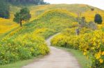 Middle Road Flower Field Stock Photo