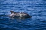 Wild Dolphins Stock Photo