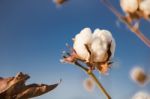 Cotton Field In Oakey, Queensland Stock Photo