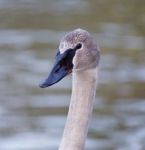 Beautiful Portrait Of A Cute Swan Stock Photo