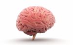 Human Brain 3d Model Stock Photo