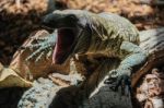 Fuengirola, Andalucia/spain - July 4 : Monitor Lizard At The Bio Stock Photo