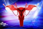 Female Reproductive System Stock Photo