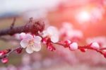 Cherry Blossom With Soft Focus, Sakura Season Background In Spring Stock Photo